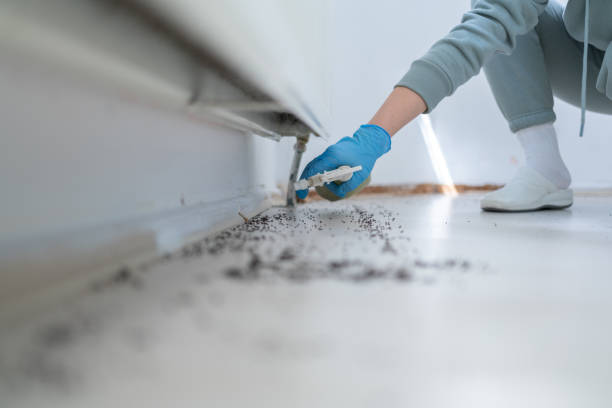 Flea Control Services in Athens, IL